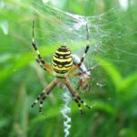Argiope_bruennichi.jpeg