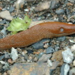 Arion_lusitanicus