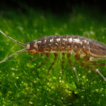 Asellus_aquaticus_Wasserassel