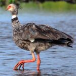 At_Possa_da_Londra_in_the_Brazilian_Patanal_(105m)_-_the_weird_looking_Southern_Screamer_(Chauna_torquata)_-_(24213807344)