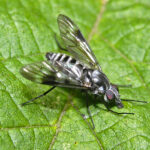 Athericidae_-_Ibisia_marginata-000