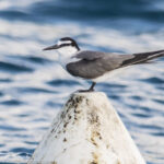 BOP05004a-Tern-Spectacled-1-Raiatea-Isl.-Polynesia-Sept19-PH5_0344