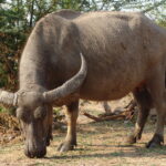 BUFFALO159