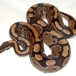Ball_python_lucy