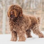 Barbet-standing-in-the-snow