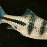 Barbus lateristriga