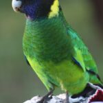Barnardius_zonarius_-Perth,_Western_Australia,_Australia-8