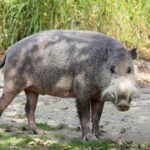 Bartschwein_Sus_barbatus_Tierpark_Hellabrunn-6
