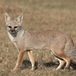 Bengal_Fox_-_Shreeram_M_V_-_Rajasthan,_India