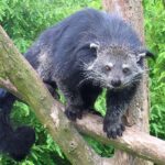 Binturong_in_Overloon
