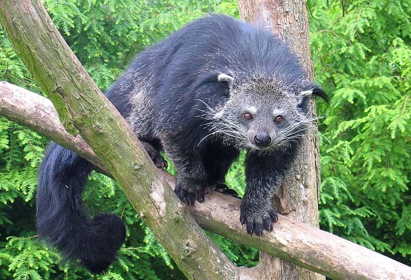 Binturong malajský