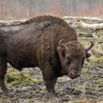 Bison_bonasus_(Linnaeus_1758)