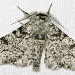 Biston.betularia.7200