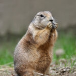 Black-Tailed_Prairie_Dog
