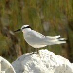 Black-naped_Tern_LEI