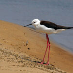 Black-winged_stilt_(Himantopus_himantopus)