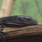 black tree monitor – Varanus beccarii
