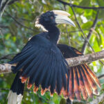 Black_Hornbill