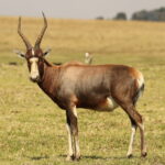 Blesbok, Damaliscus pygargus phillipsi, at Krugersdorp Game Rese