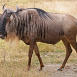Blue_Wildebeest,_Ngorongoro