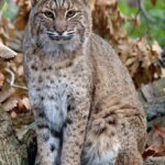 Bobcat_at_Columbus_Zoo_Boo