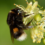 Bombus_terrestris_-_Tilia_cordata_-_Keila-crop