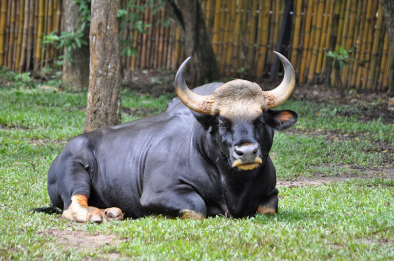 Kuprej Bos-sauveli