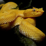 Bothriechis_schlegelii_(La_Selva_Biological_Station)
