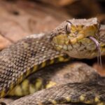 Bothrops_atrox_113840233