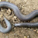 Brachyophidium-rhodogaster-03000039459_01