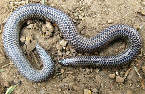 Brachyophidium rhodogaster