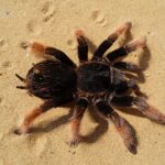 Brachypelma_klaasi_2009_G01_cropped