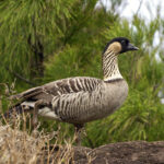 Nene