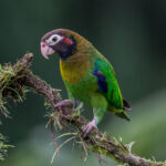 Brown-hooded_Parrot_(Pyrilia_haematotis)