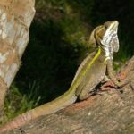 Brown_Basilisk_(Basiliscus_vittatus)_(6775707063)