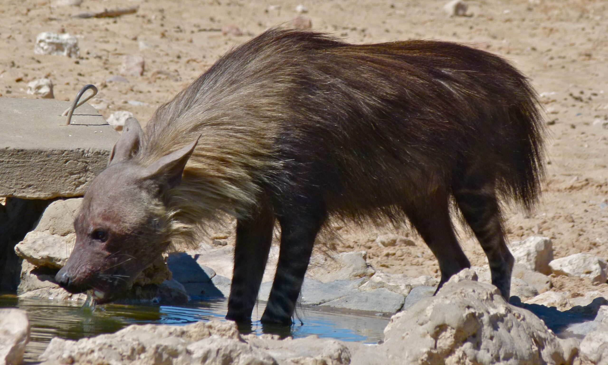 Hyena čabraková