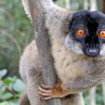Brown_Lemur_in_Andasibe