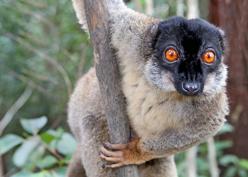 Lemur bělohlavý