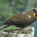 Brown_Lory_(Chalcopsitta_duivenbodei)-7