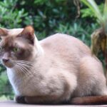 Burmese_chocolate_cat
