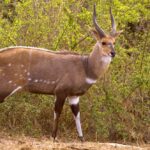 Bushbuck-2