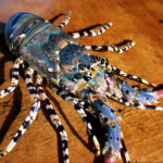 CSIRO_ScienceImage_2518_Ornate_Lobster