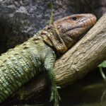 Caiman_Lizard
