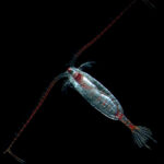 Calanus_hyperboreus_750x750