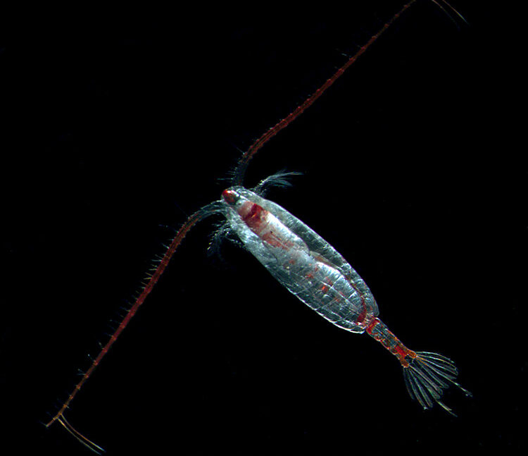 Calanus hyperboreus