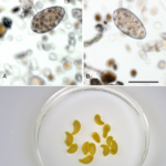 Calicophoron-daubneyi-detected-in-Czech-beef-cattle-herds-A-B-Eggs-detected-by