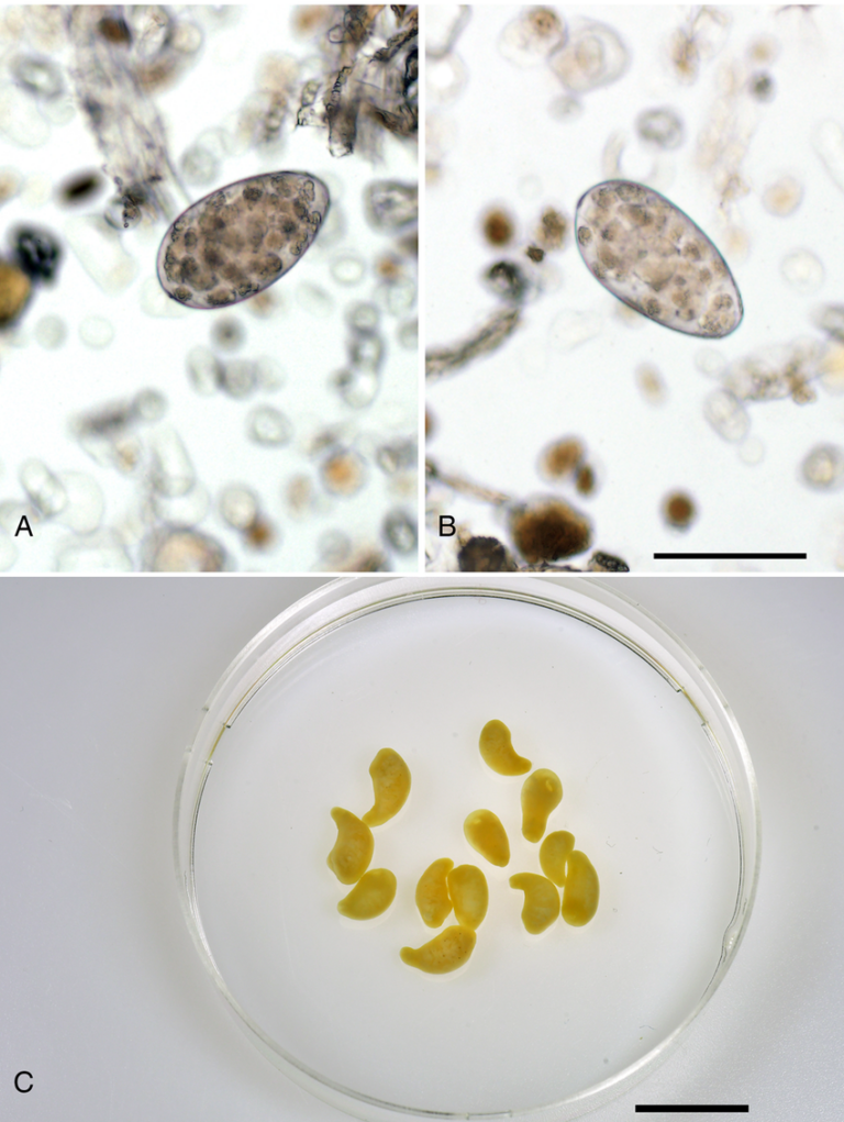 Calicophoron-daubneyi-detected-in-Czech-beef-cattle-herds-A-B-Eggs-detected-by