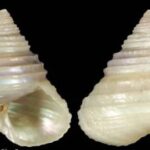 Calliostoma_occidentale_4