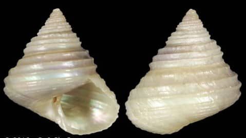 Otukaia blacki
