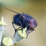 Calliphora_vomitoria_edit